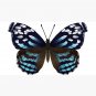Butterflies of North America Cap