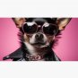 Chihuahua Rockstar Cap
