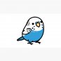 Chubby Blue Budgie - Male Cap