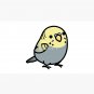 Chubby Gray Yellow-headed Budgie - Male Cap