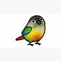 Chubby Yellow-sided Green Cheek Conure Cap