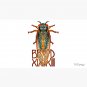 Cicada Brood XIX x XIII with White Outline Cap