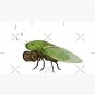 Cicada Playing a Squeezebox Cap