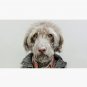 dog in shirt Cap