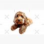 Doodle Cockerpoo Cockapoo Spoodle Cute Puppy Dog Cap