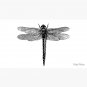 Dragonfly Cap