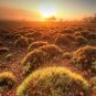 Gawler Ranges Sunrise Tank Top