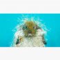 Hairy Scary Rabbit Cap