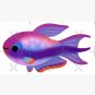 Happy tetra - name or bright version Cap