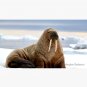 I Am the Walrus Cap
