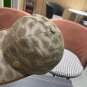 LV classic baseball cap, a versatile item that looks great no matter how you pair it (93)