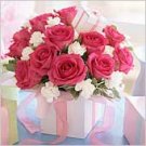 Pink Rose