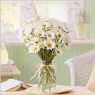 White Daisy