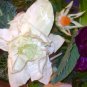 Rima Veggie Flowers