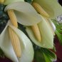 Rima Bouquet