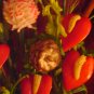 Rima Anthuriums