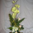 Rima Orchid