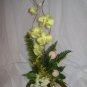 Rima Orchid