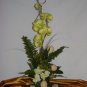 Rima Orchid