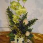 Rima Orchid