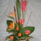 Rima Tropical