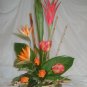 Rima Tropical