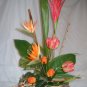 Rima Tropical