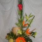 Rima Tropical Dream