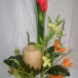 Rima Tropical Dream