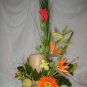 Rima Tropical Dream