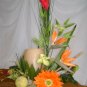 Rima Tropical Dream