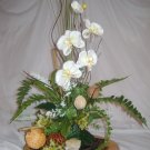 Rima Beauty orchid