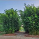 100pcs Seabreeze bamboo seeds Bambusa Malingensis