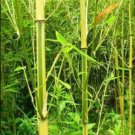 Spectrum Bamboo - Phyllostachys Aureosulcata - 50 plus seeds