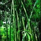 100 Green Bamboo Seeds FREE SHIPPING