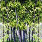 50 Black bamboo seeds - Phyllostachys nigra. FREE SHIPPING