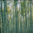 60+ MOSO Bamboo Seeds. Giant Phyllostachys edulis. USA Seller, Fast Shipping