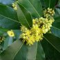 Sweet Bay laurel Tree {Laurus nobilis} 2024 Harvest Pre-Stratified 7 seeds