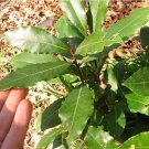 Sweet Bay laurel Tree {Laurus nobilis} 2024 Harvest Pre-Stratified 7 seeds Sweet Bay laurel Tree {Laurus nobilis} 2024 Harvest Pre-Stratified 7 seeds