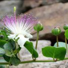 Caper Bush {Capparis Spinosa} | 25+ Seeds | Free US Shipping!
