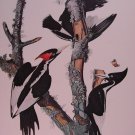 Audubon Print Ivory-Billed Woodpecker