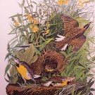 Audubon Bird Print Meadow Lark