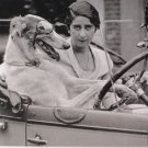 Nouvelles Images Dog Driver Postcard