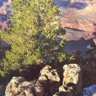 South Rim Grand Canyon 2004 Photography