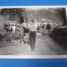 Nouvelles Images THE COWS COME HOME Postcard by Yves Perton