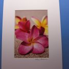 Sheri Picerno Pink Plumeria Signed Matted Photography