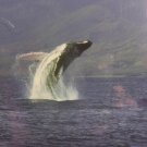 Whale Flight Nature Photography Matted Print