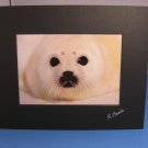 Harp Seal Pup Nature Photography Matted Rinus Baak