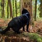 HARNAIS ANTI-FUITE POUR CHAT, Harnais de sécurité réglable pour chats d'aventure