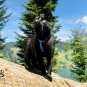 HARNAIS ANTI-FUITE POUR CHAT, Harnais de sécurité réglable pour chats d'aventure